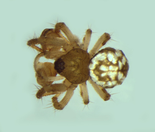 Theridiosoma gemmosum – klejnotnik