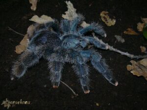 Avicularia metallica – ptasznik