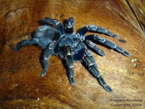 Thrixopelma pruriens – ptasznik