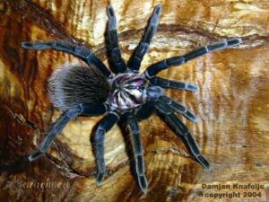 Xenesthis immanis – ptasznik
