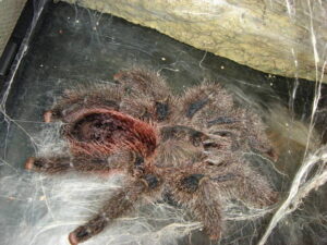 Avicularia sp. „peru purple” – ptasznik