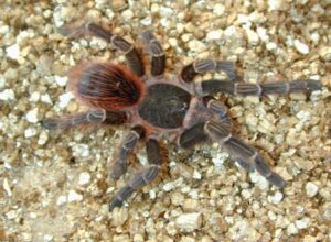 Acanthoscurria chacoana – ptasznik