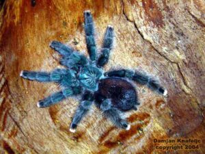 Avicularia geroldi – ptasznik