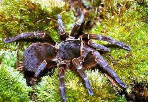 Acanthoscurria musculosa – ptasznik