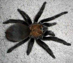 Aphonopelma hentzi – ptasznik