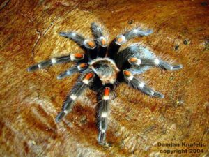 Brachypelma auratum – ptasznik