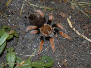 Brachypelma boehmei – ptasznik
