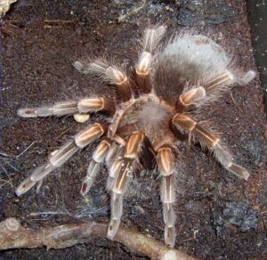 Lasiodorides striatus – ptasznik
