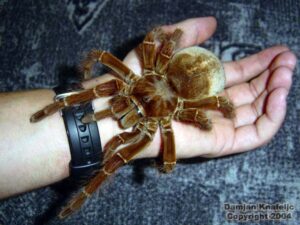 Theraphosa blondi – ptasznik