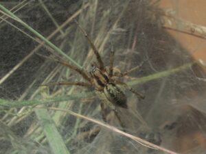 Agelena labyrinthica – lejkowiec labiryntowy