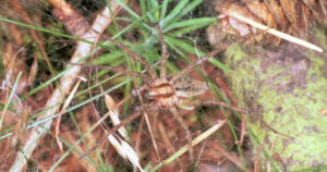 Agelenidae