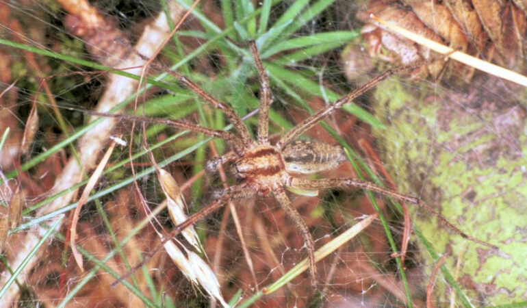 Agelenidae