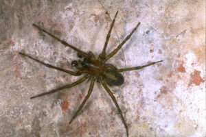 Amaurobius ferox – sidlisz piwniczny