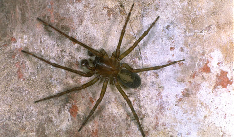 Amaurobius ferox – sidlisz piwniczny