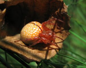 Araneus alsine – krzyżak pomarańczowy