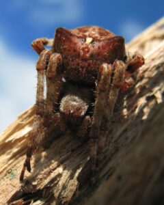 Araneus angulatus – krzyżak rogaty