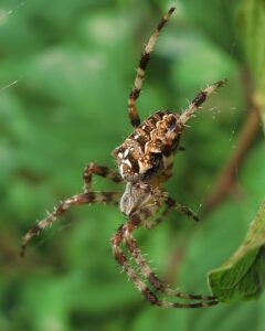 Araneus diadematus – krzyżak ogrodowy