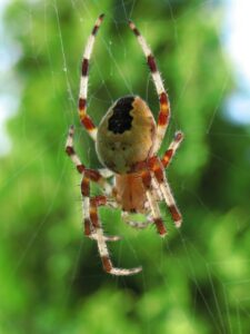 Araneus marmoreus – krzyżak dwubarwny