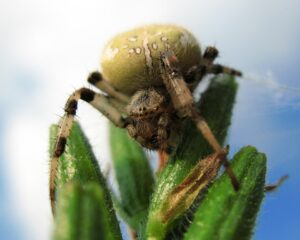 Araneus quadratus – krzyżak łąkowy