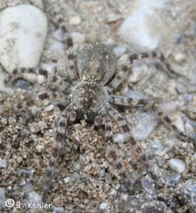 Arctosa cinerea – wymyk szarawy