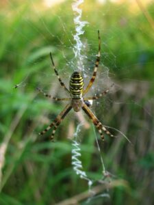 Argiope bruennichi – tygrzyk paskowany