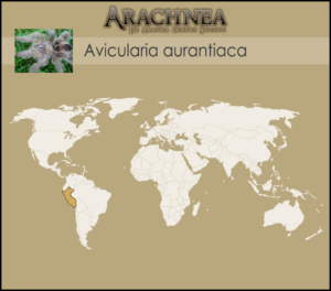 Avicularia aurantiaca – ptasznik