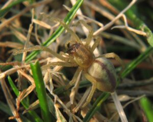 Cheiracanthium erraticum – kolczak