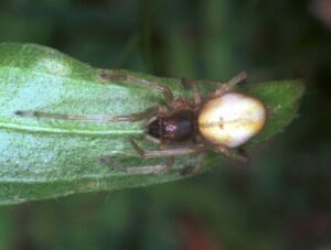 Miturgidae