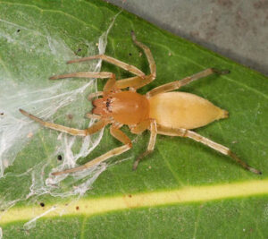 Clubionidae