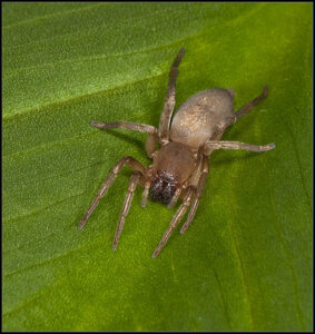 Clubiona stagnatilis