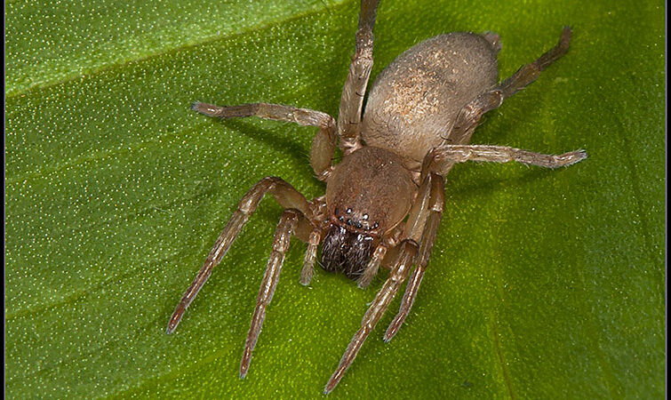 Clubiona stagnatilis