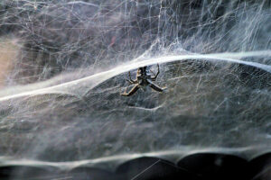 Cyrtophora
