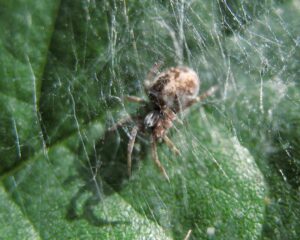 Dictyna arundinacea