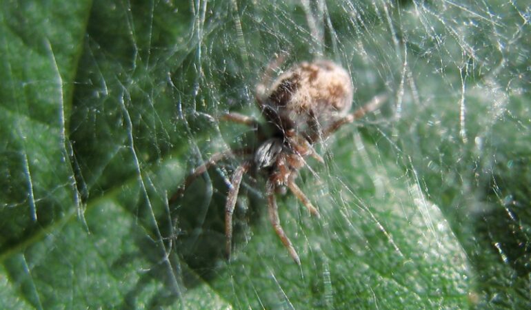 Dictyna arundinacea