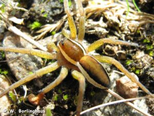 Dolomedes fimbriatus – bagnik przybrzeżny