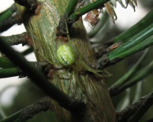 Enoplognatha ovata – zawijak żółtawy