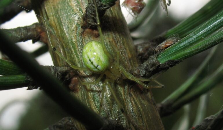 Enoplognatha ovata – zawijak żółtawy