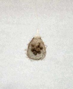 Mimetidae