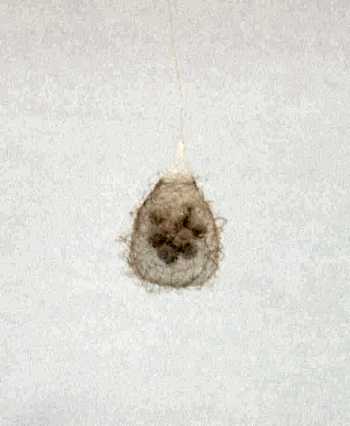 Mimetidae