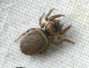 Evarcha falcata – pyrgun
