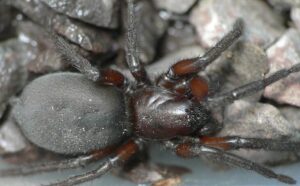 Gnaphosa lucifuga – worczak zagnietek
