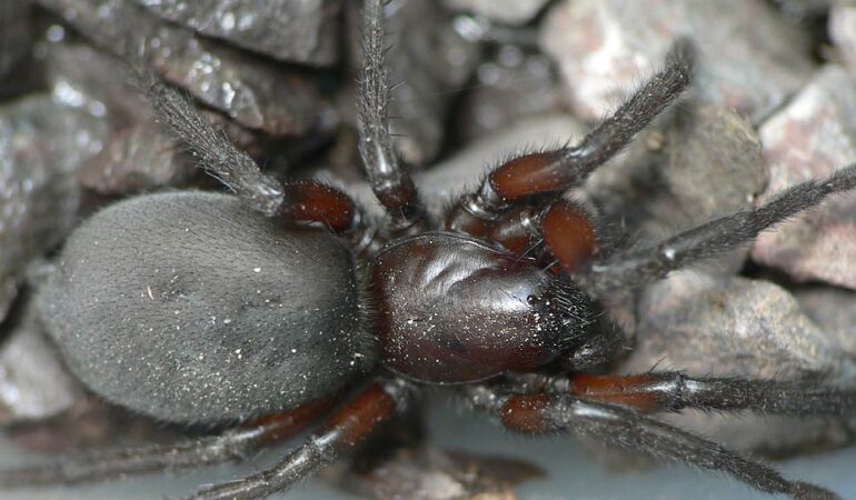 Gnaphosa lucifuga – worczak zagnietek