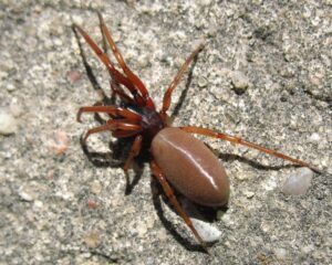 Harpactea rubicunda