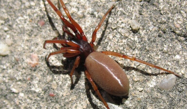 Harpactea rubicunda