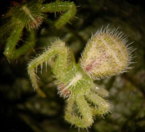 Heriaeus graminicola