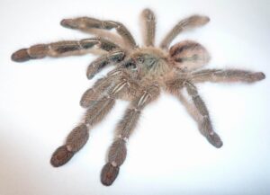 Iridopelma hirsutum – ptasznik