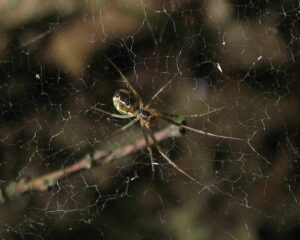 Linyphia triangularis – osnówik pospolity