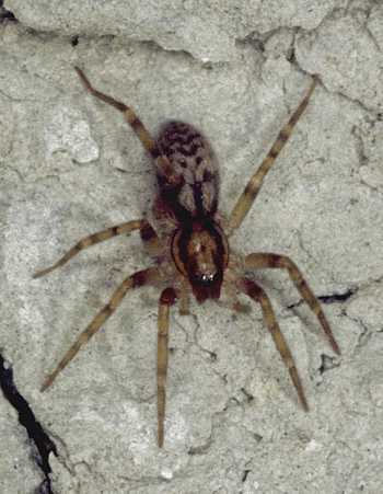 Liocranidae
