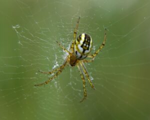 Mangora acalypha