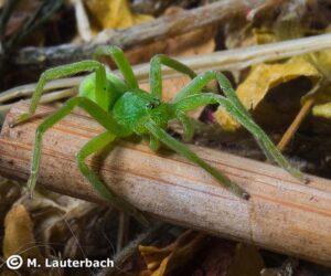 Micrommata virescens – spachacz zielonawy